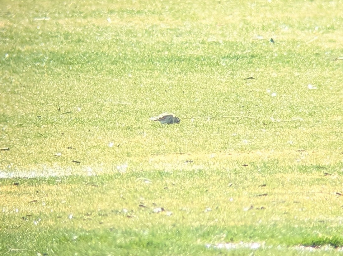 Lapland Longspur - ML630752831