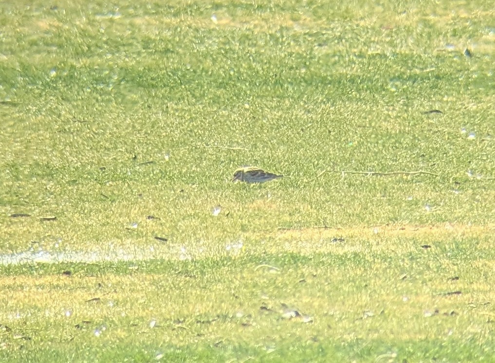 Lapland Longspur - ML630752833
