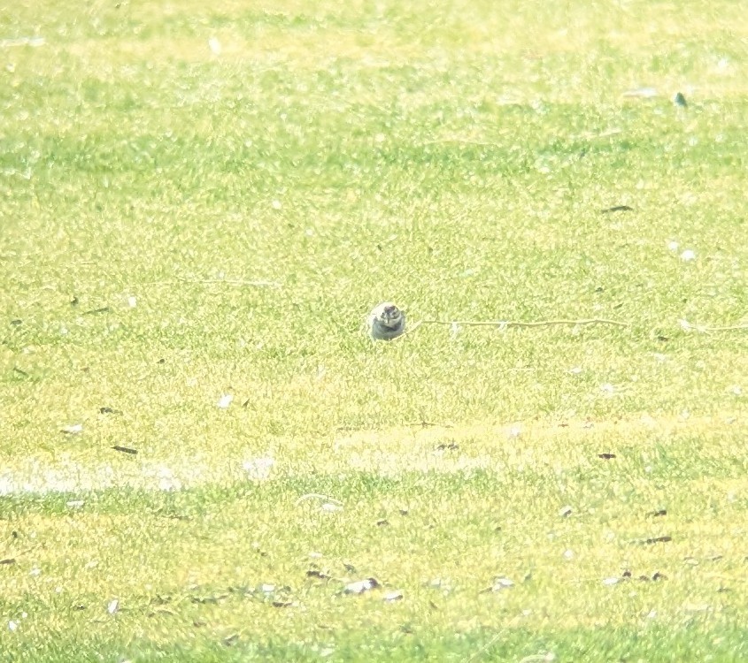 Lapland Longspur - ML630752834