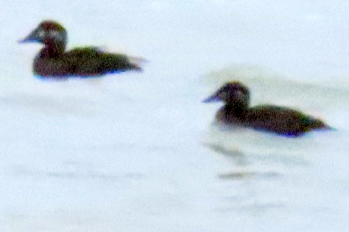 Surf Scoter - ML630753016