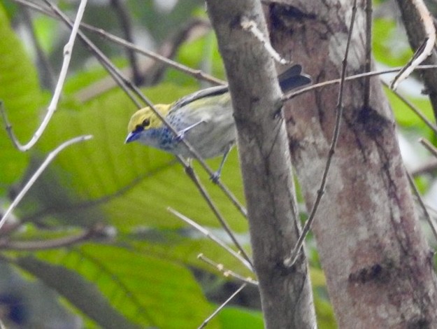 Speckled Tanager - ML630753140