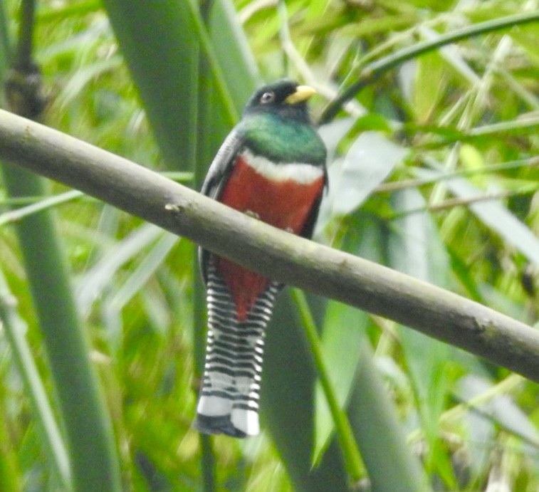 Collared Trogon - ML630753206