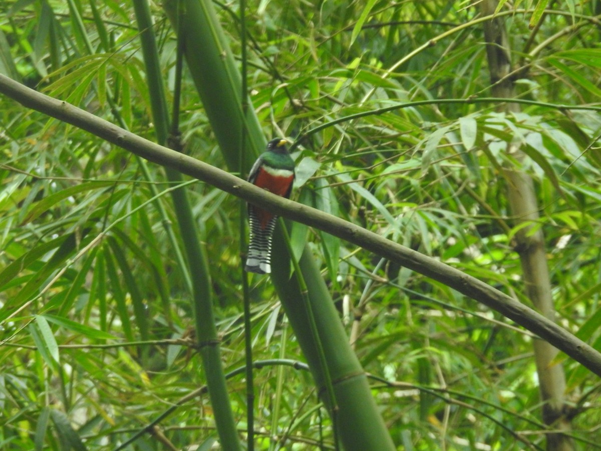 Collared Trogon - ML630753207