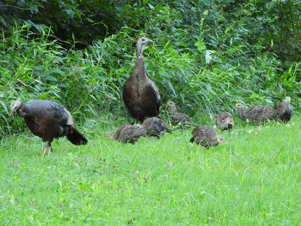 シチメンチョウ - ML630753351