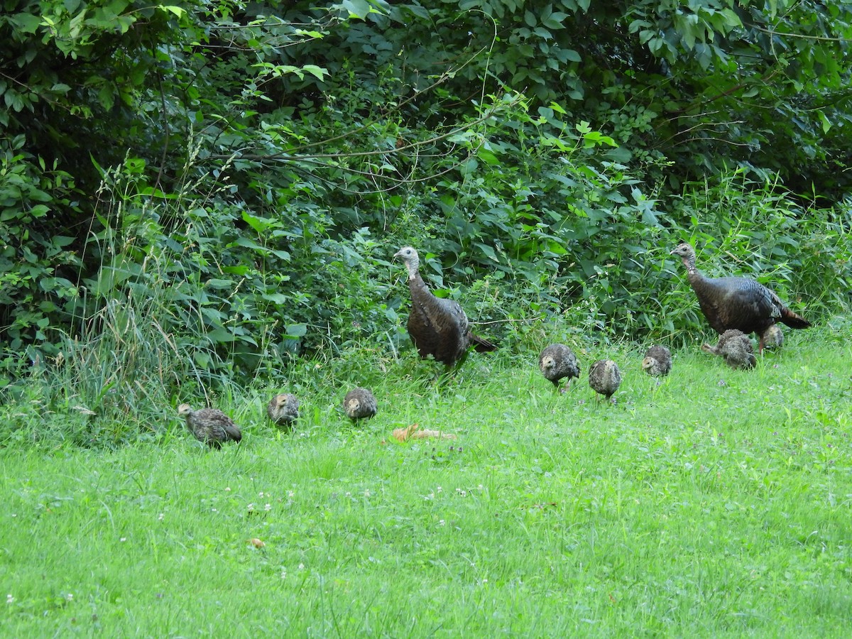 シチメンチョウ - ML630753352