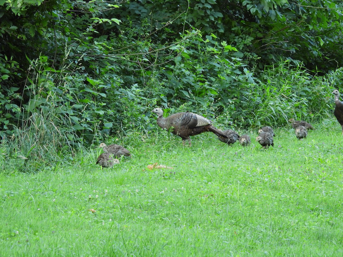 シチメンチョウ - ML630753353
