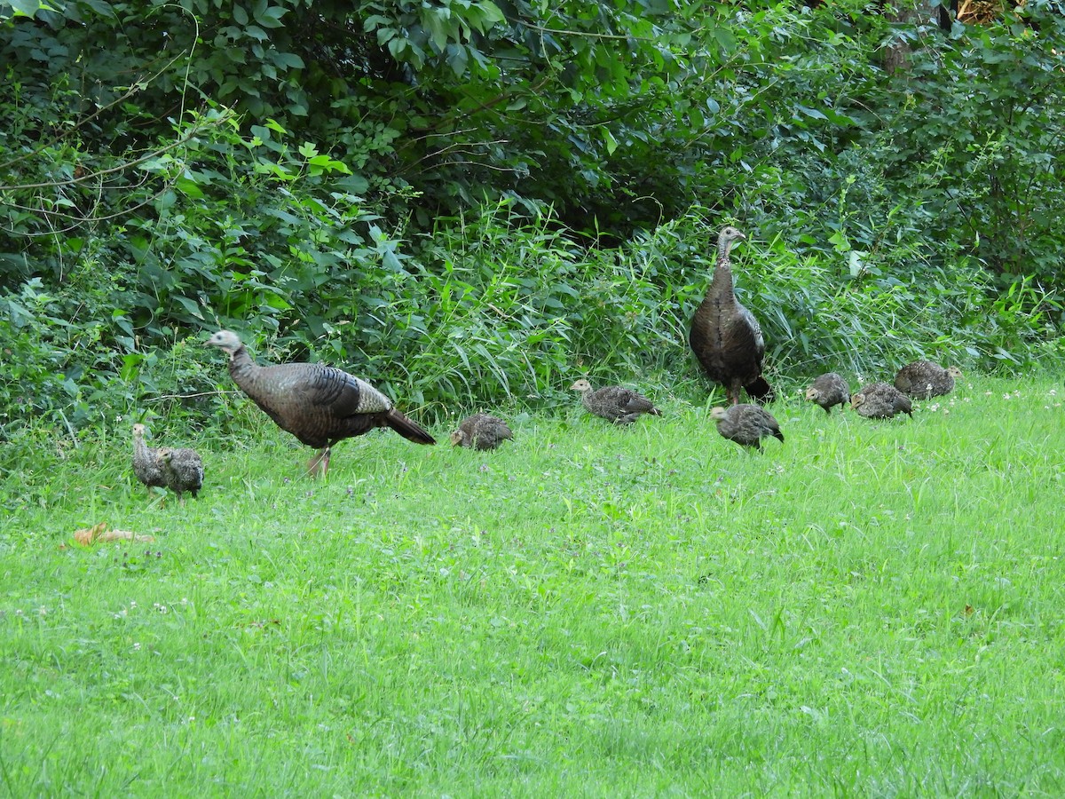 シチメンチョウ - ML630753354