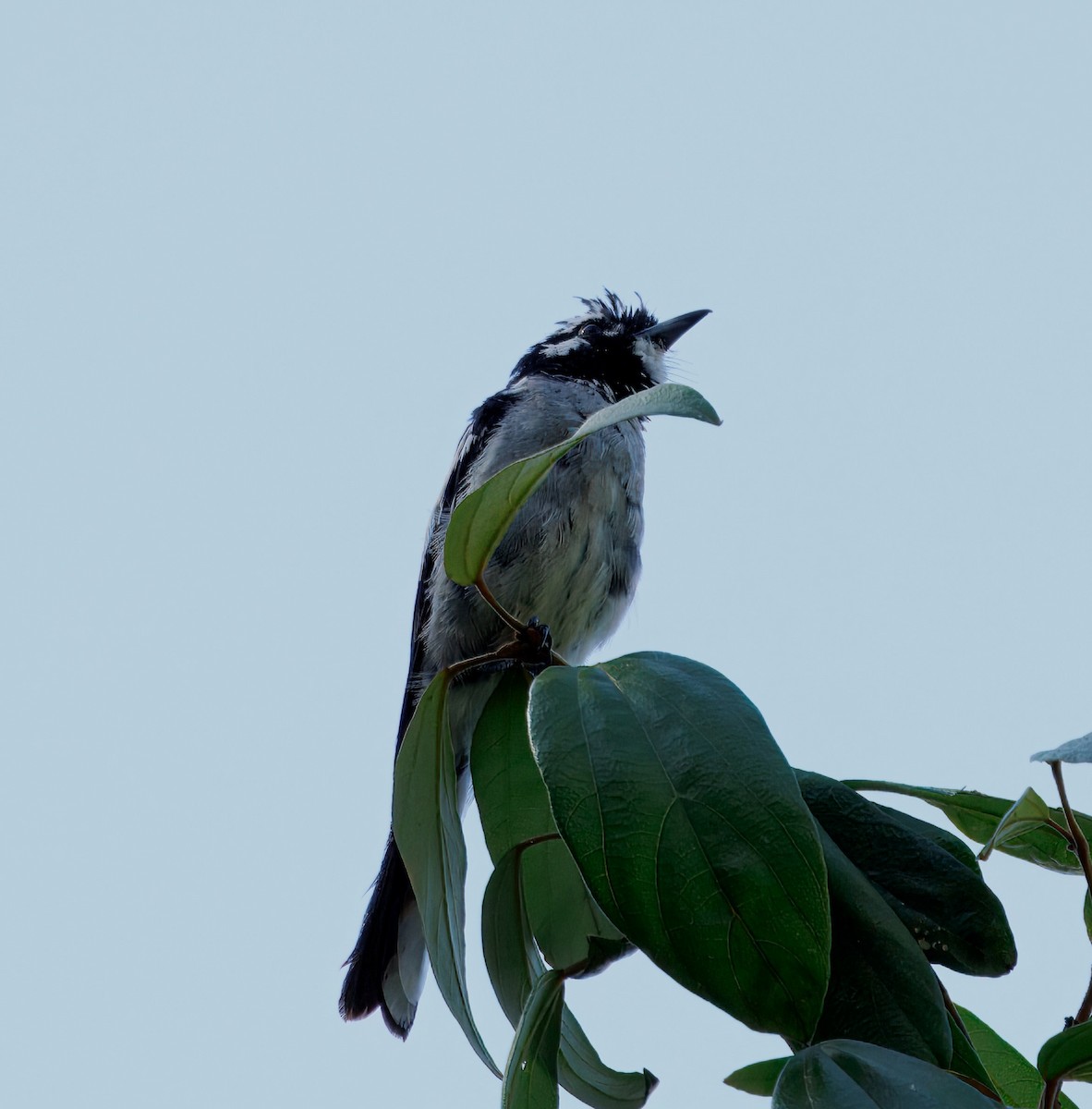 White-eared Monarch - ML630753435