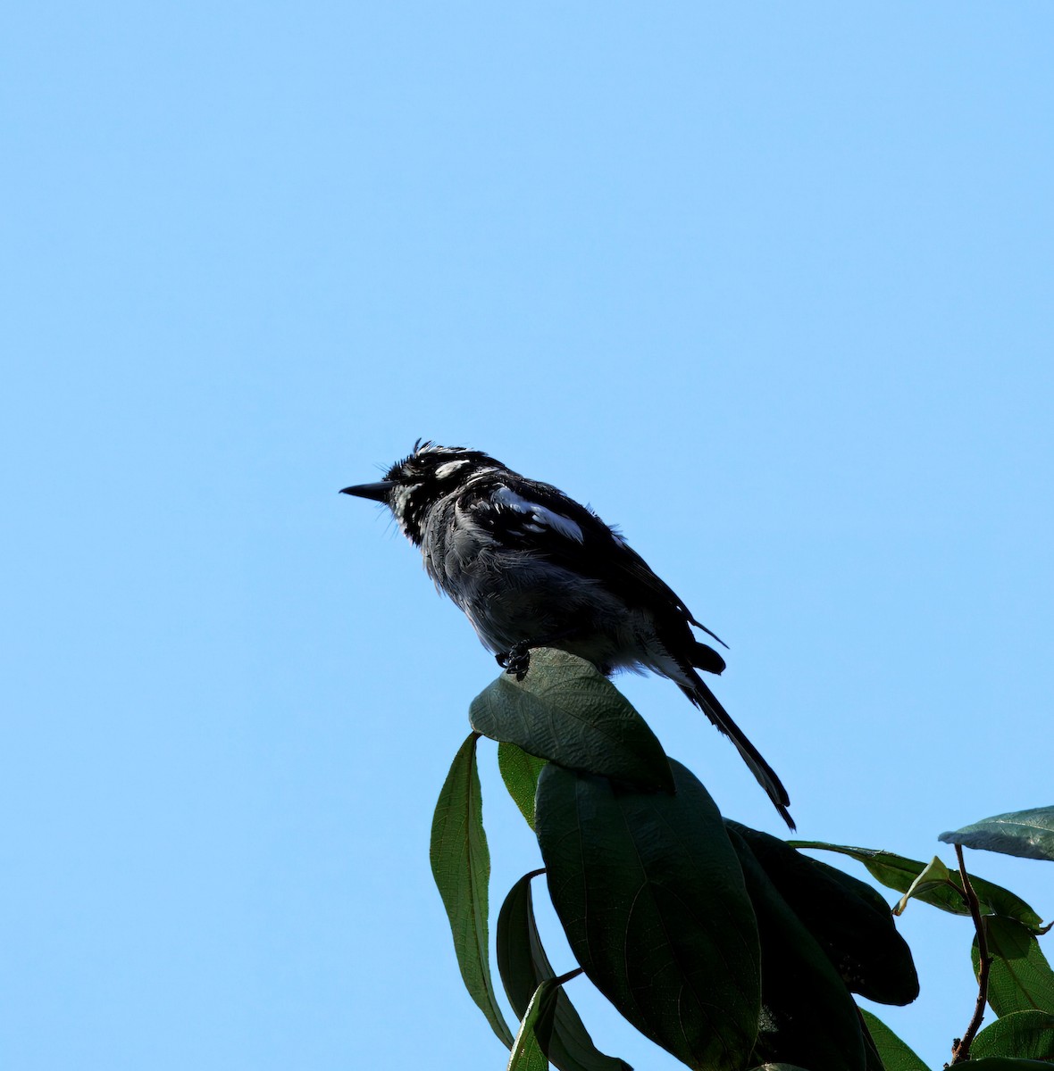 White-eared Monarch - ML630753436