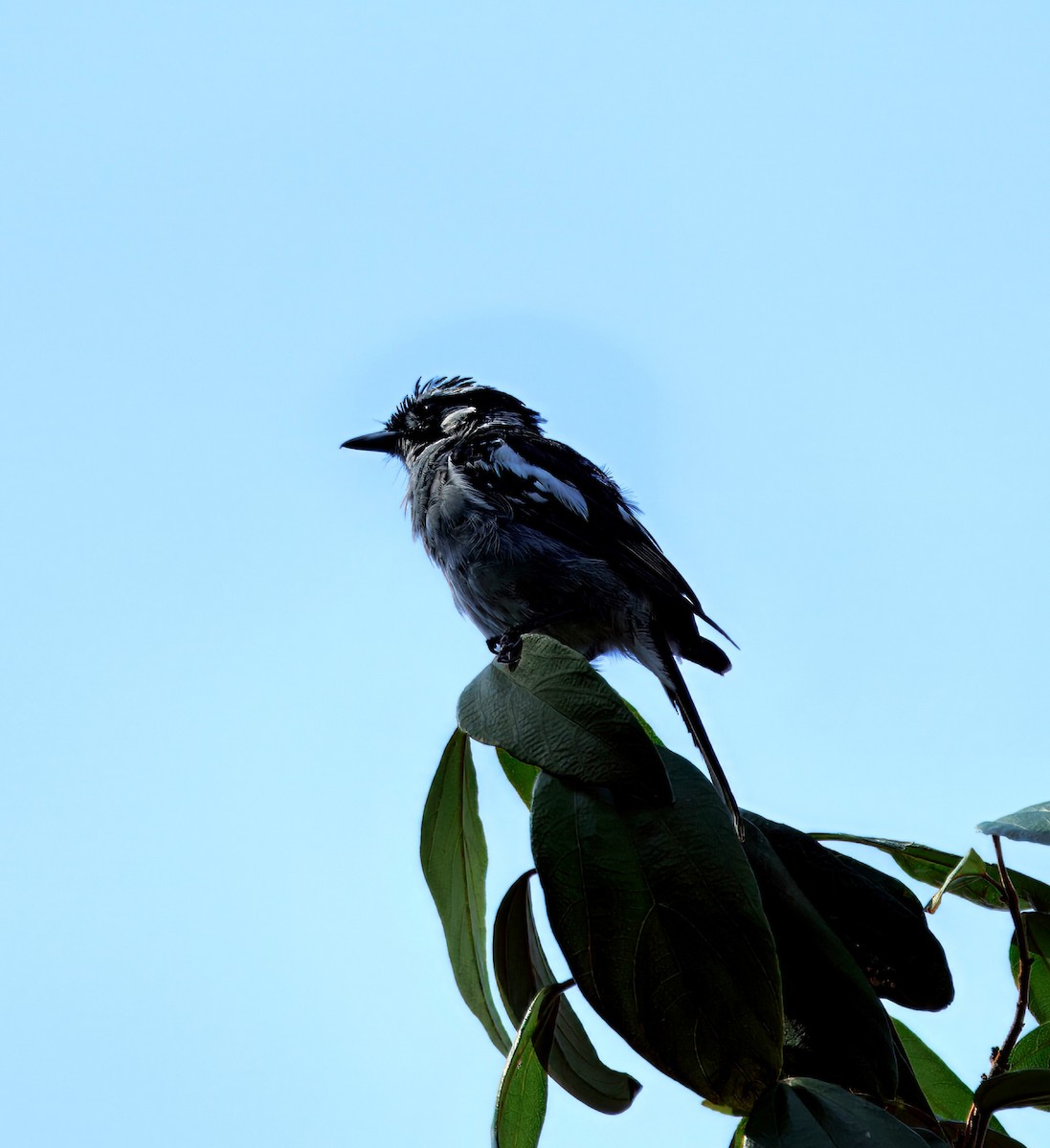White-eared Monarch - ML630753437