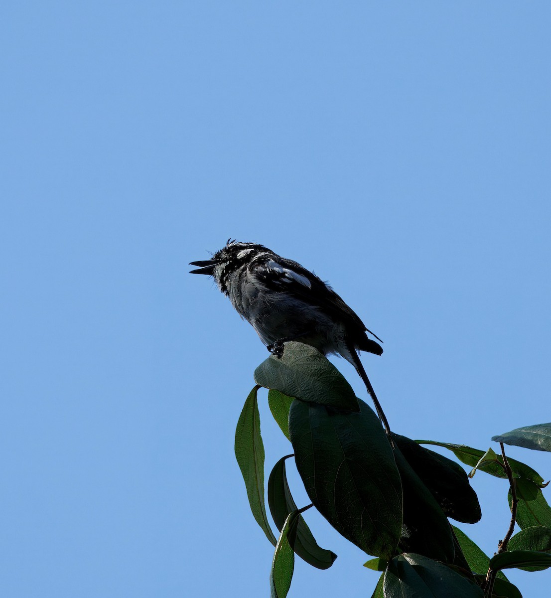 White-eared Monarch - ML630753438