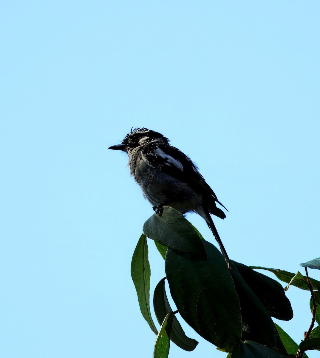 White-eared Monarch - ML630753439