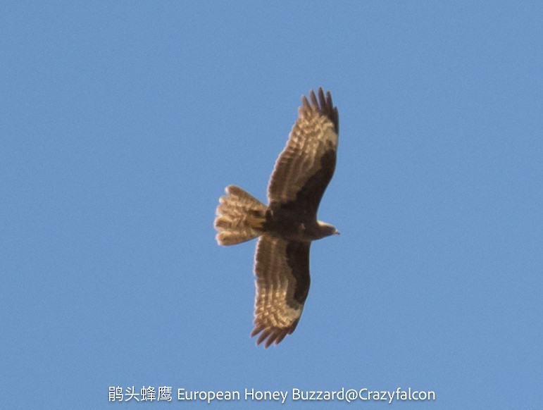 European Honey-buzzard - ML630753681
