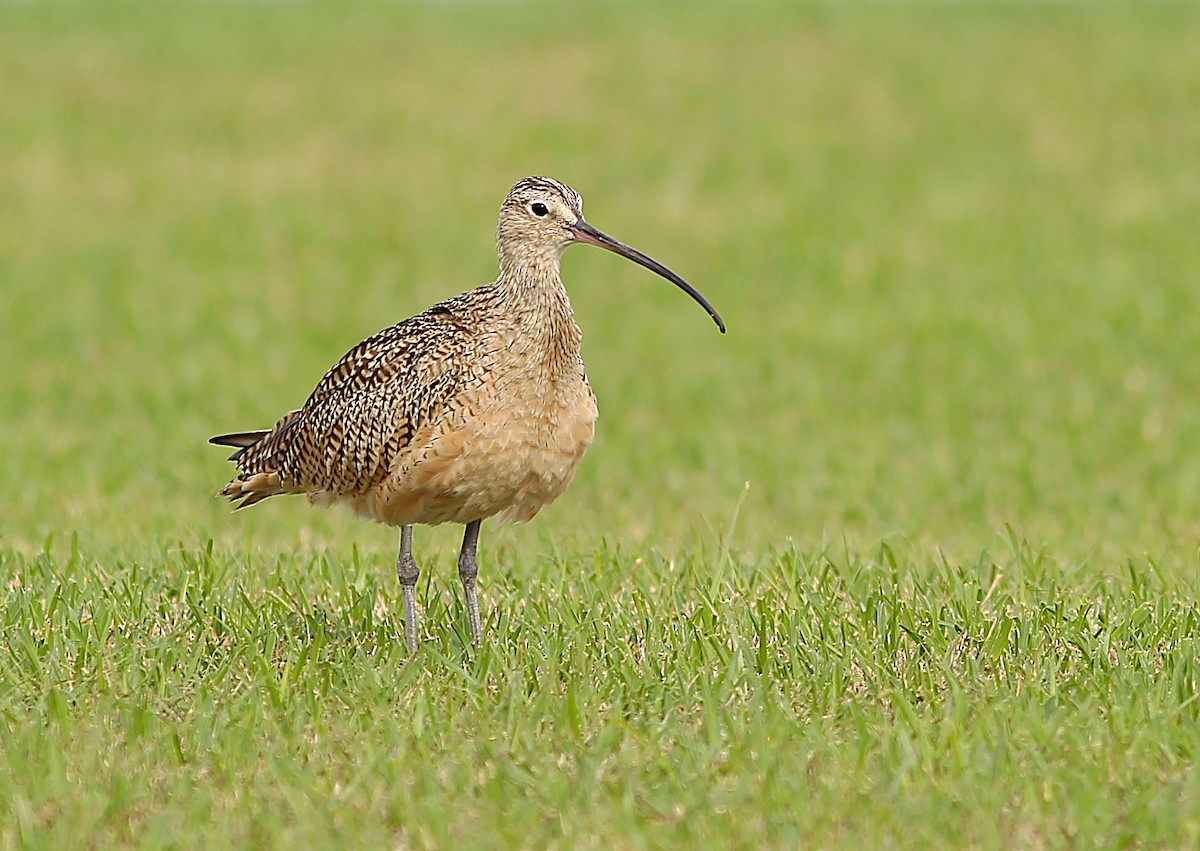 Long-billed Curlew - ML630753767
