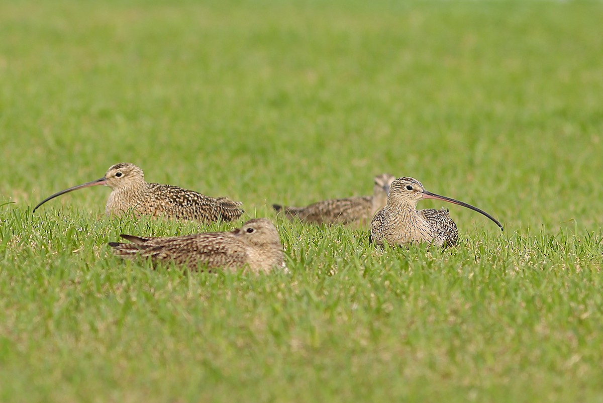Long-billed Curlew - ML630753769