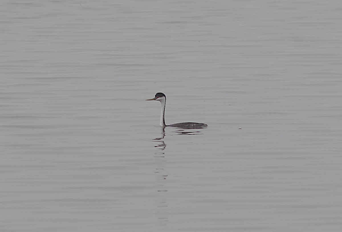 Western Grebe - ML630753861