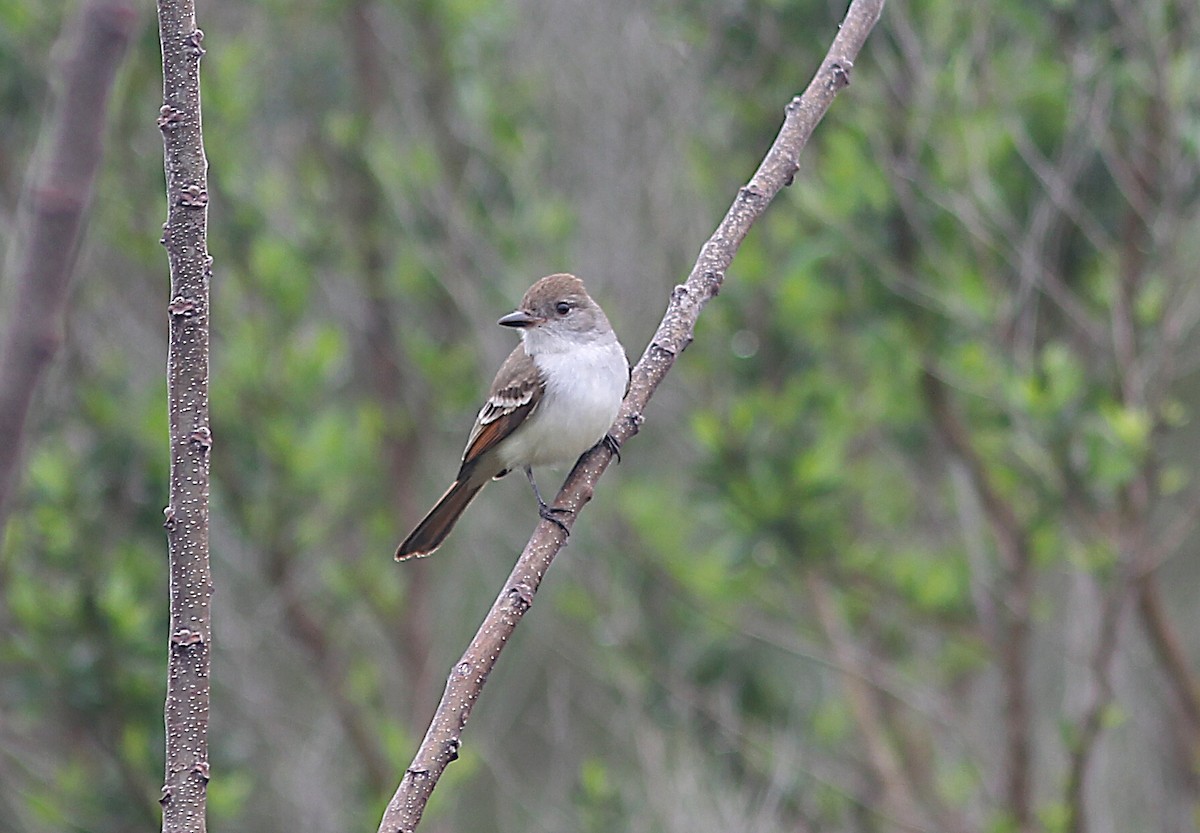 Ash-throated Flycatcher - ML630753885