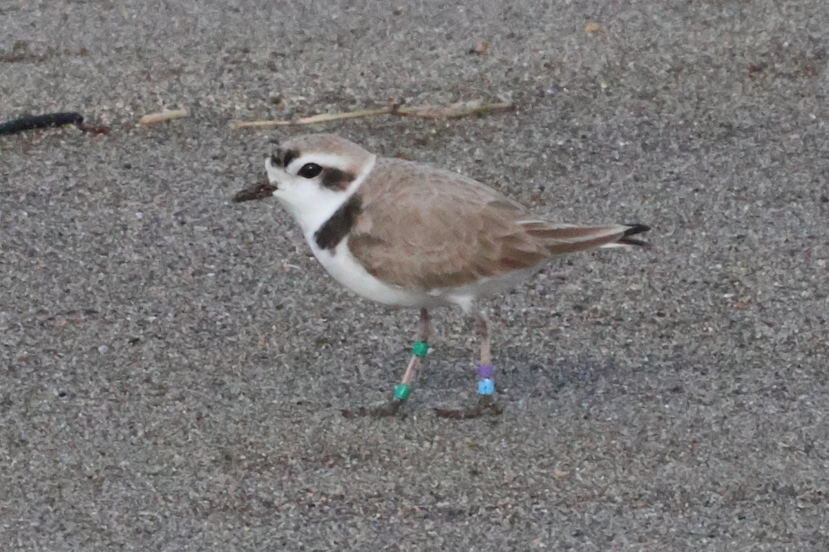 Snowy Plover - ML630753899