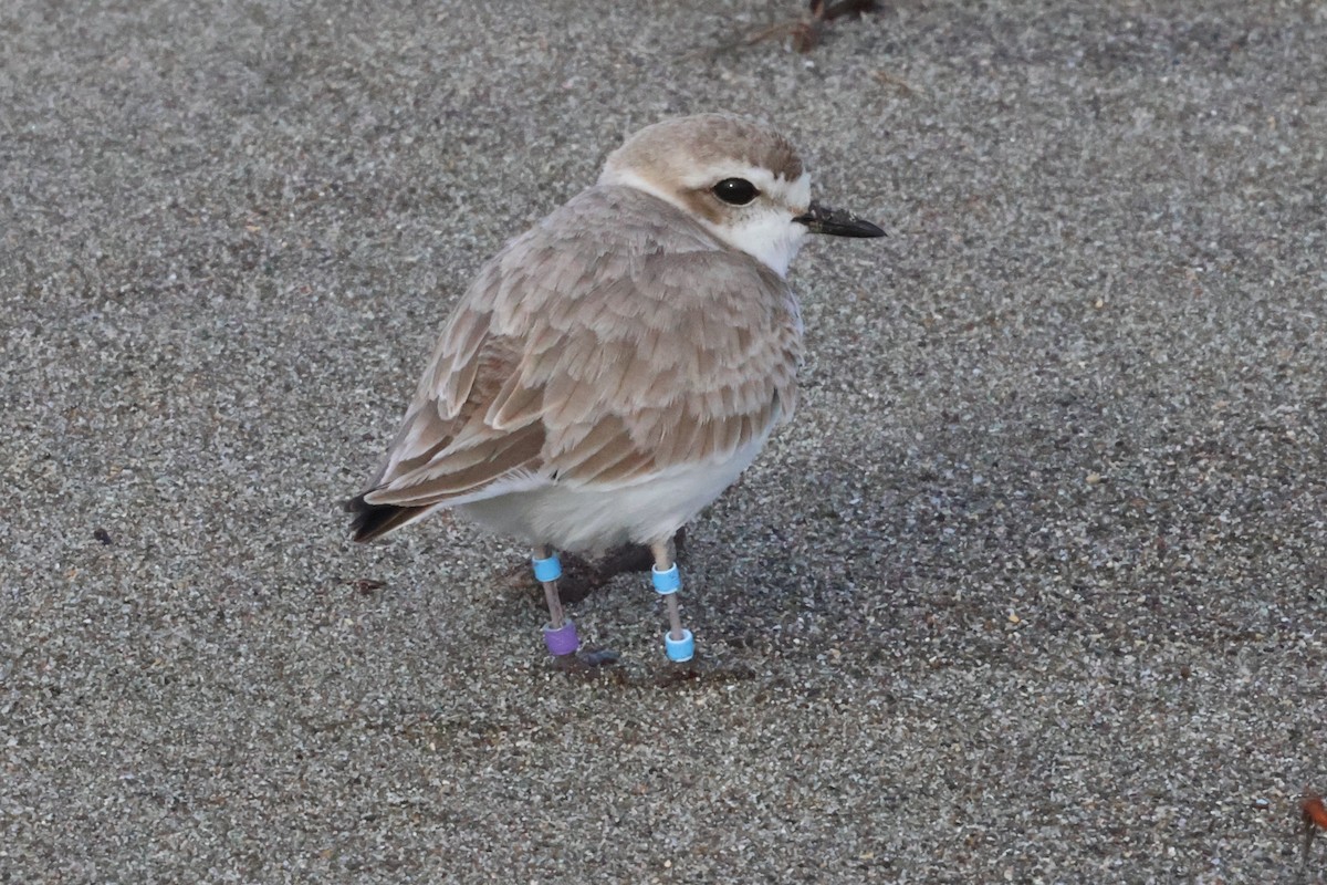 Snowy Plover - ML630753900