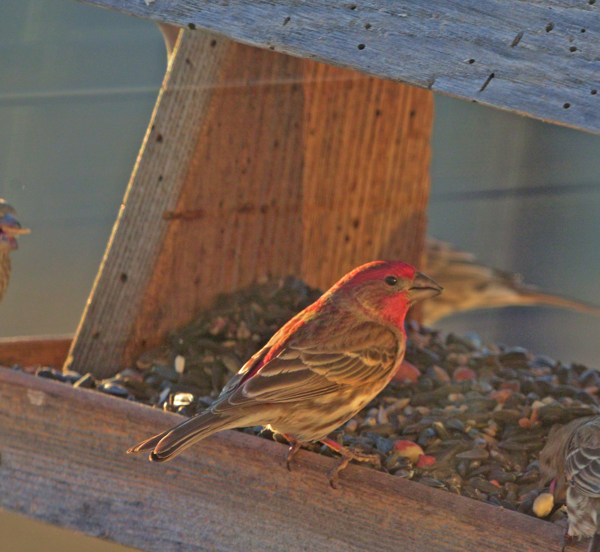 House Finch - ML630753933