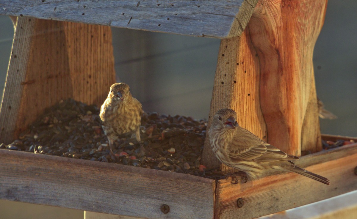 House Finch - ML630753935