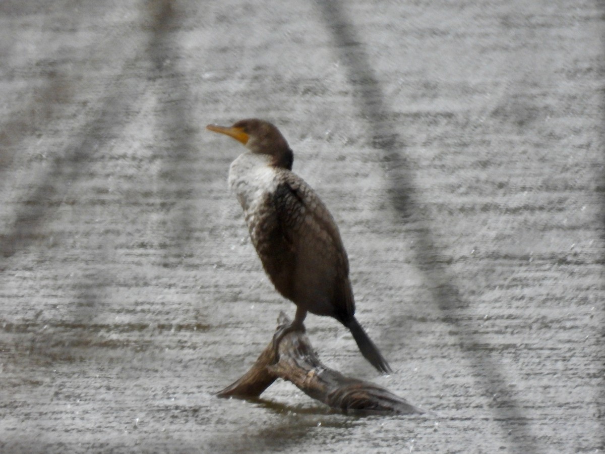 Double-crested Cormorant - ML630753979