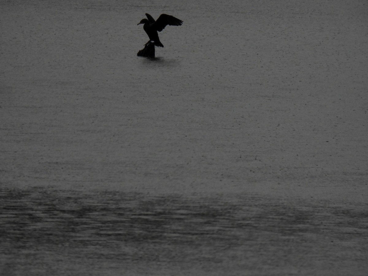 Double-crested Cormorant - ML630754008