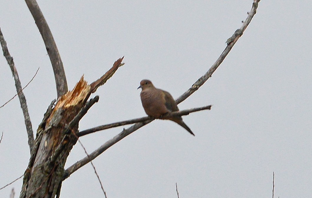 Mourning Dove - ML630754009