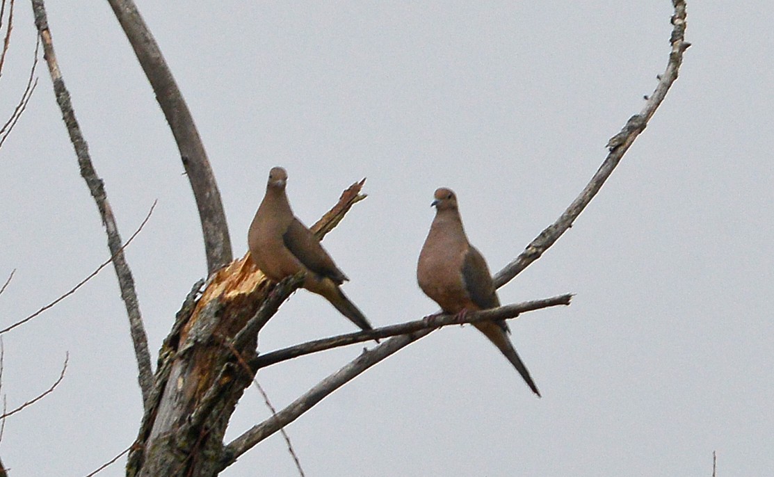 Mourning Dove - ML630754010