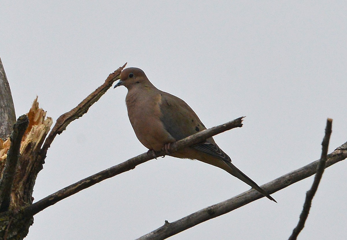 Mourning Dove - ML630754011