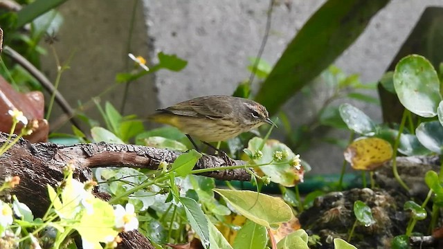 Palm Warbler - ML630754195