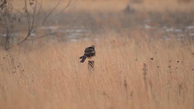 Northern Harrier - ML630754213