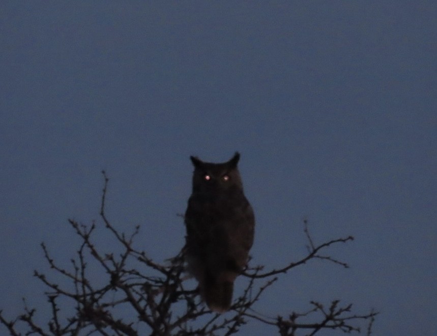 Great Horned Owl - ML630754222