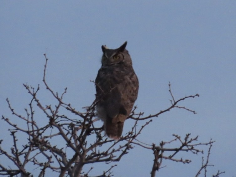 Great Horned Owl - ML630754223