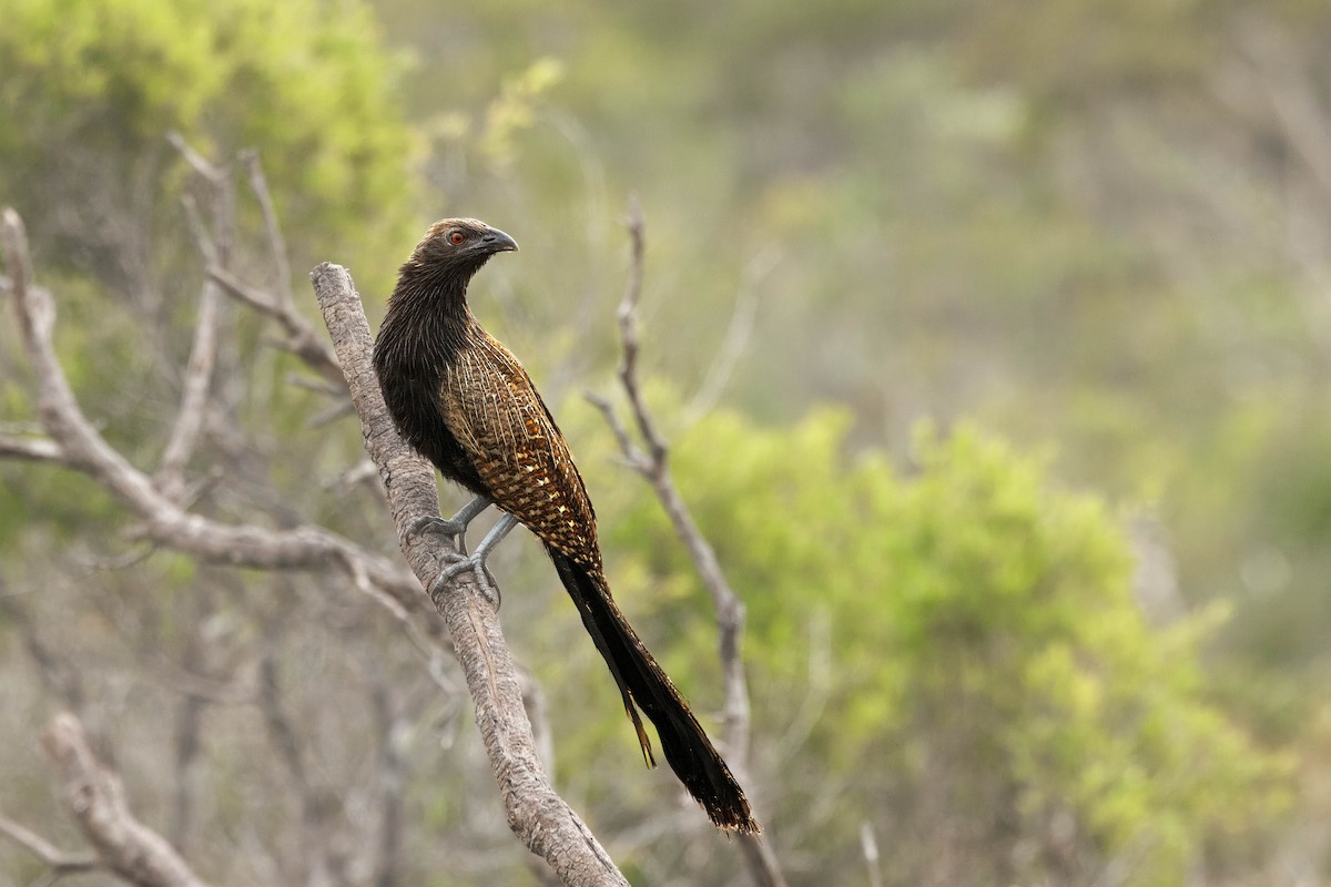 Coucal faisan - ML630754518