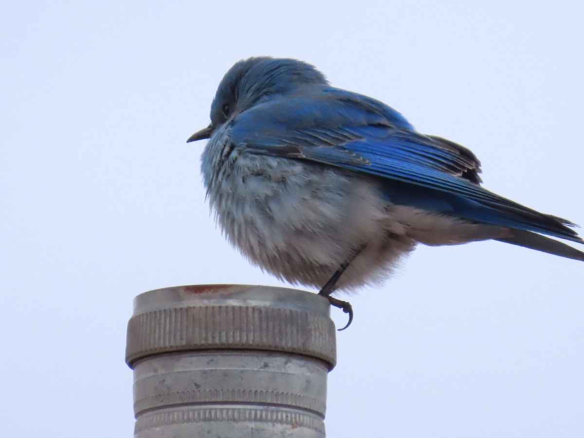 Mountain Bluebird - ML630754519