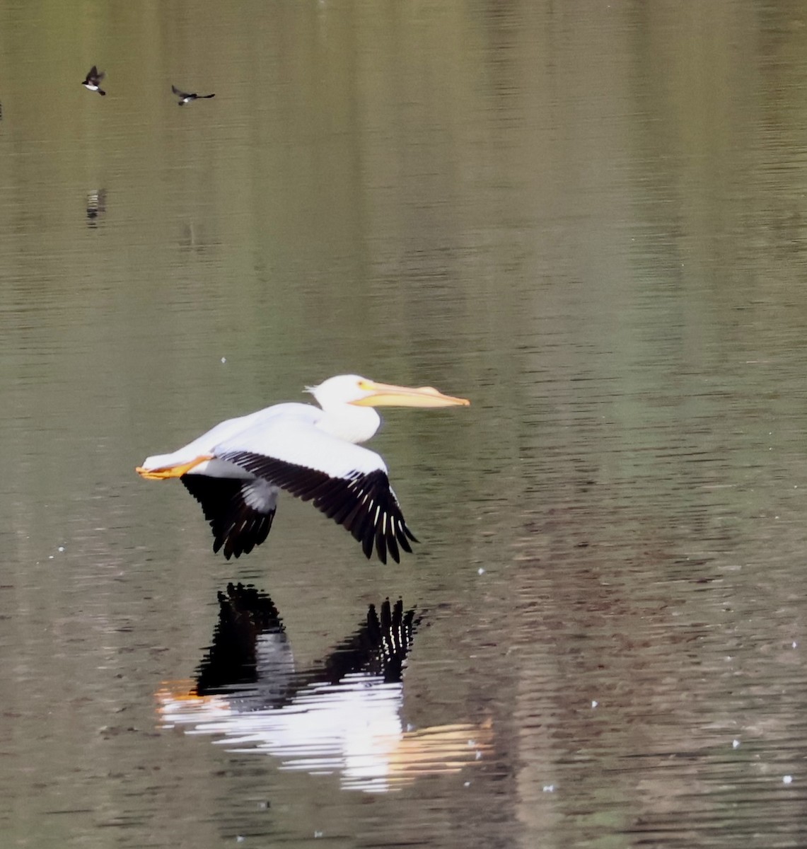 American White Pelican - ML630754553