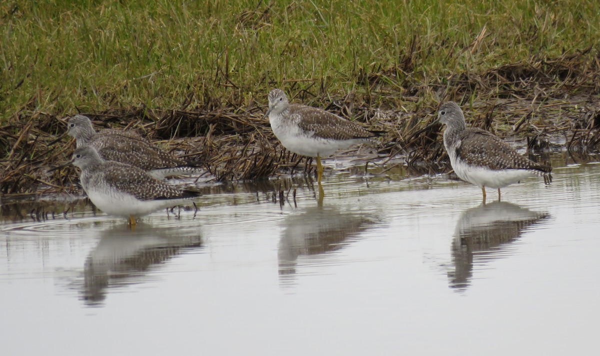 Greater Yellowlegs - ML630754613