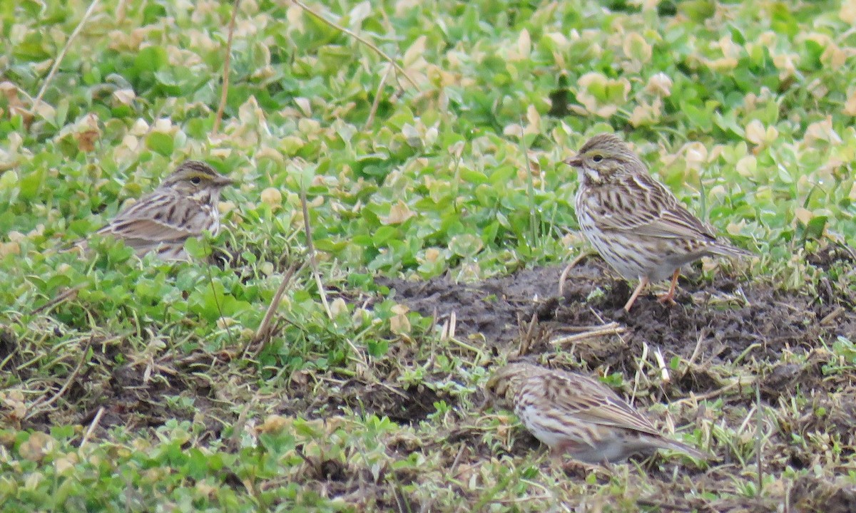 Savannah Sparrow - ML630754704
