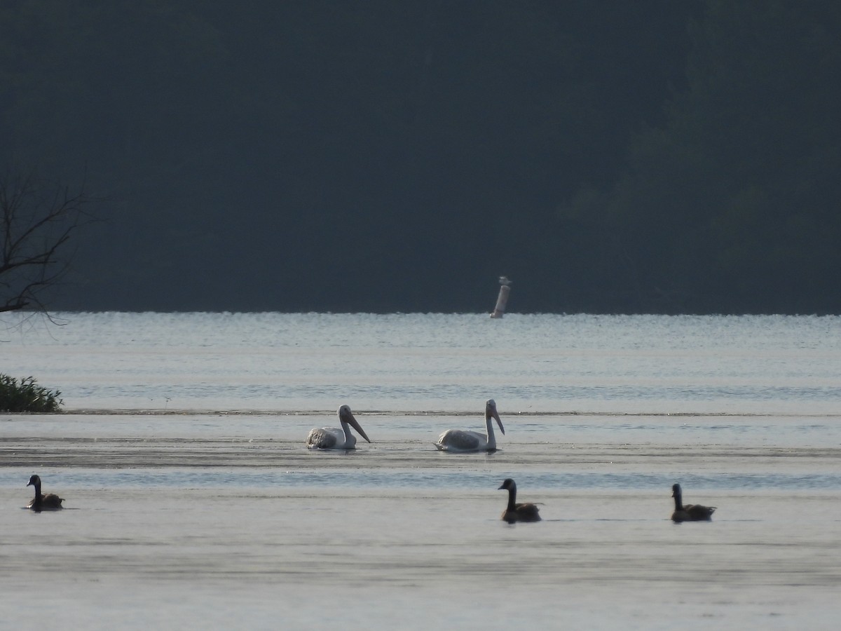 American White Pelican - ML630755129