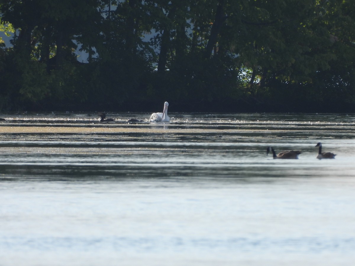 American White Pelican - ML630755130