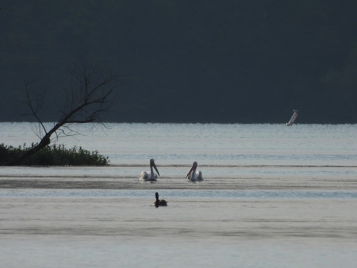 American White Pelican - ML630755132