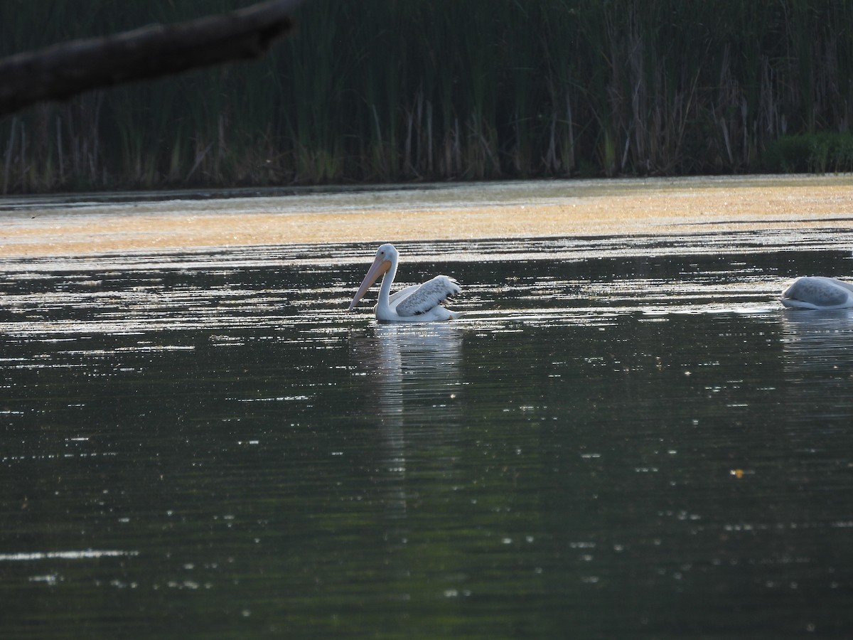 American White Pelican - ML630755133