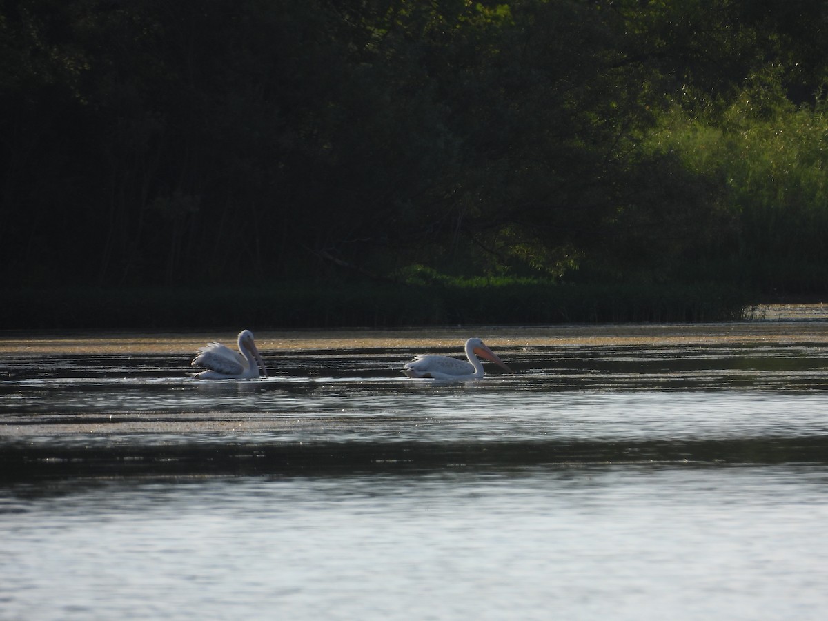 American White Pelican - ML630755135