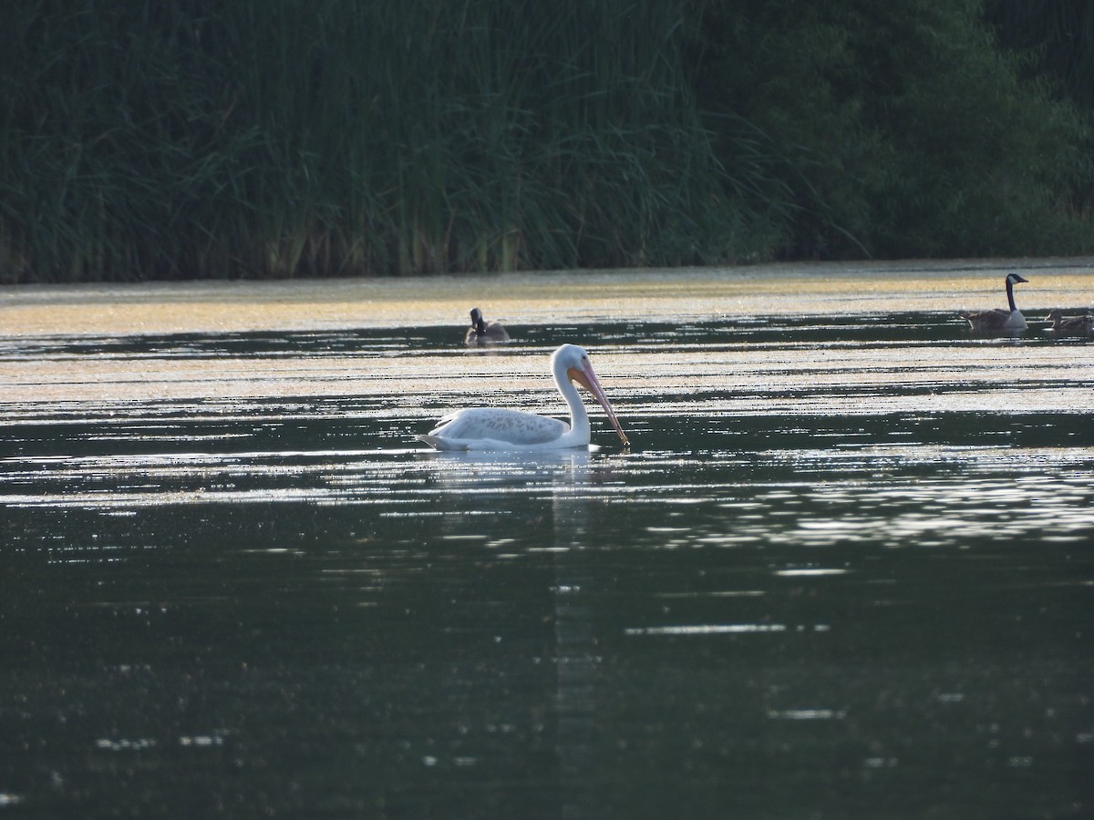 American White Pelican - ML630755142