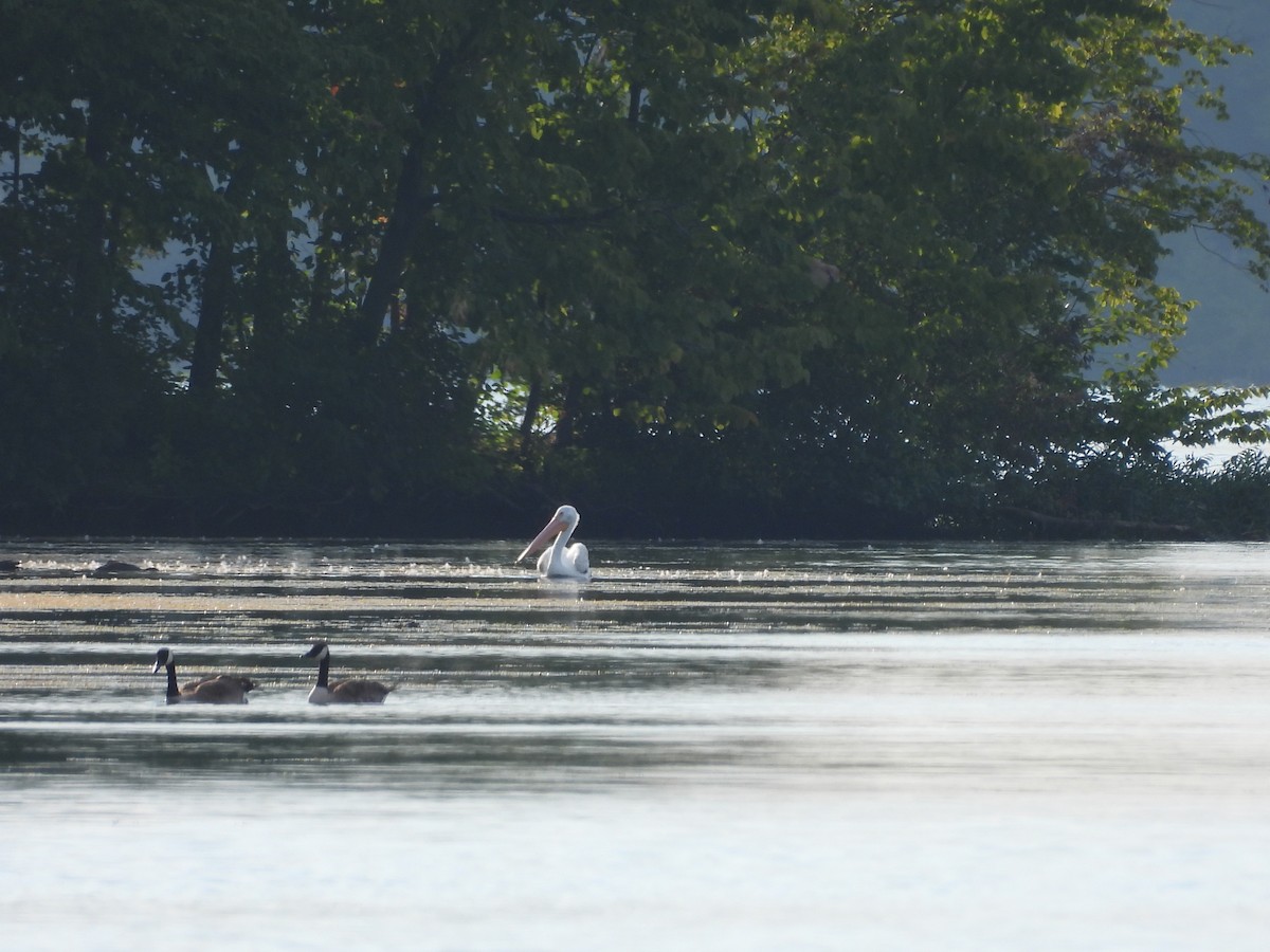 American White Pelican - ML630755145
