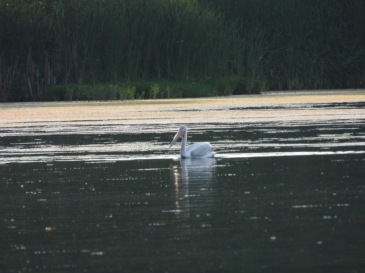 American White Pelican - ML630755149