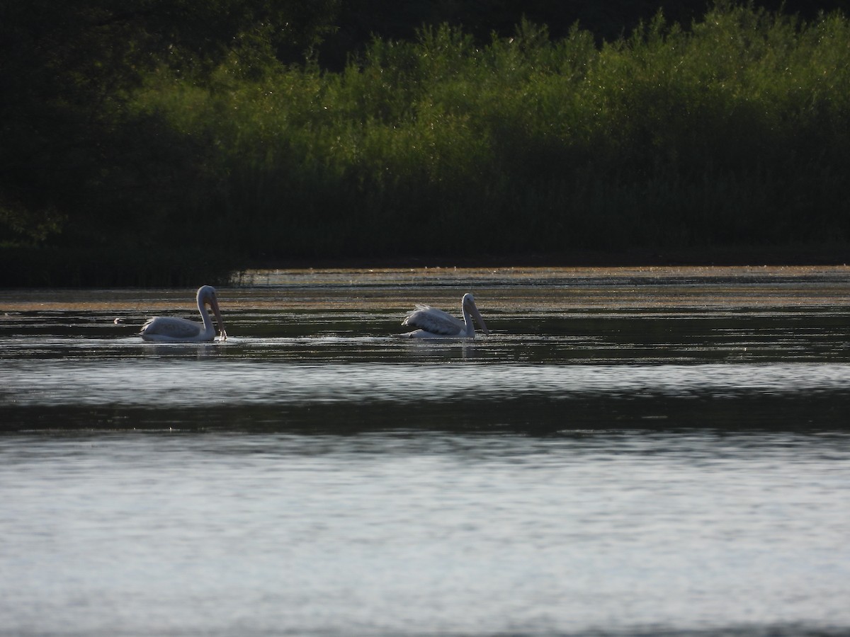 American White Pelican - ML630755151