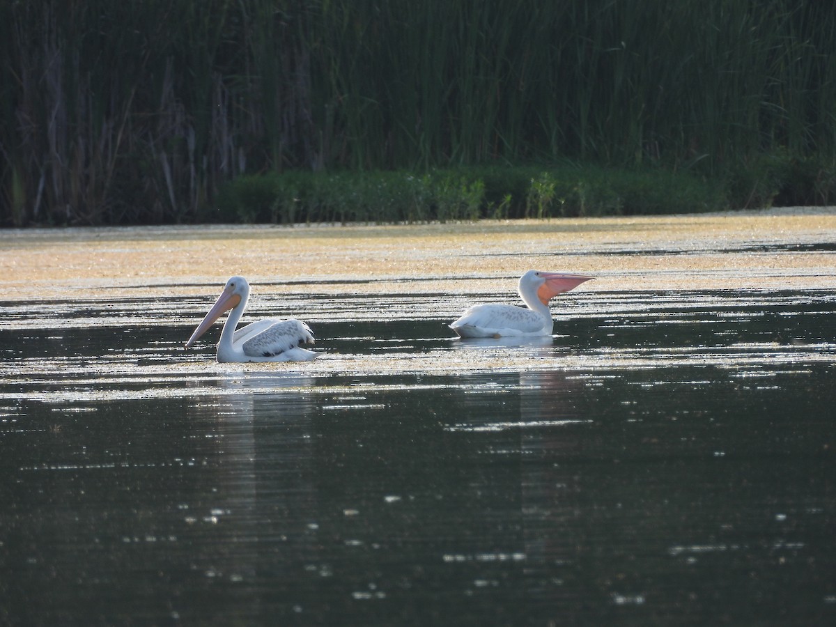 American White Pelican - ML630755153