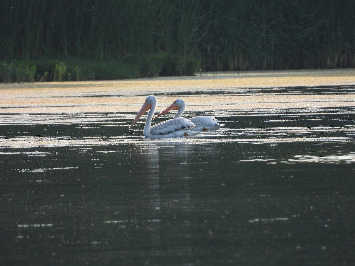American White Pelican - ML630755154